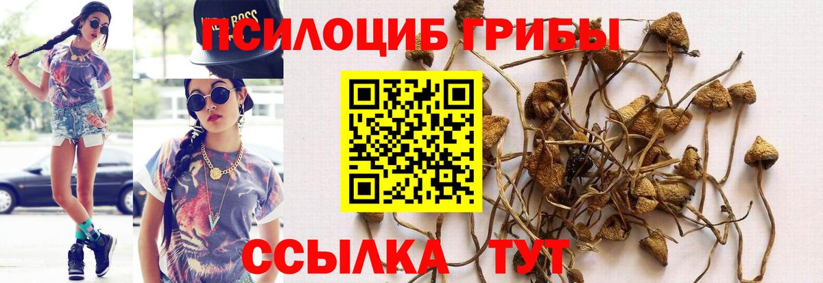 Псилоцибиновые грибы Psilocybine cubensis Ирбит